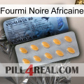 African Black Ant 44